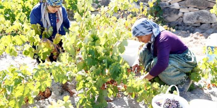 Koramaz Vadisi'nde bağ bozumu zamanı