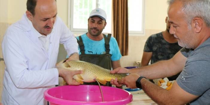 Adana'da anaç balıklardan yumurta sağımı yapıldı