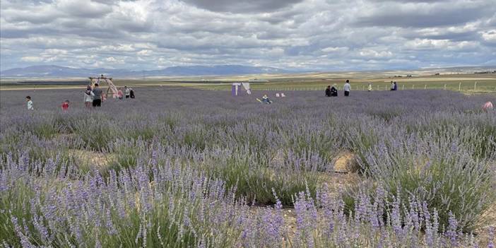 Niğde'deki 160 dönüme ekilen lavantalar çiçek açtı