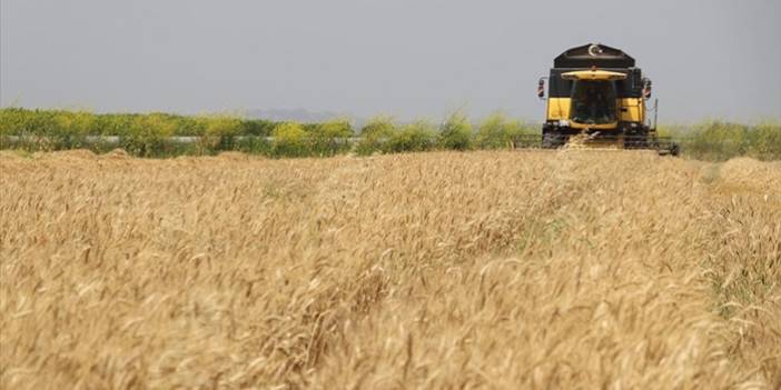 2022 buğday hasadı çiftçinin yüzünü güldürüyor