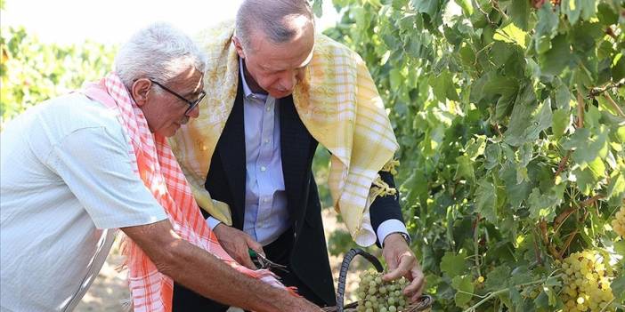 Cumhurbaşkanı Erdoğan Manisa'da bağ bozumuna katıldı