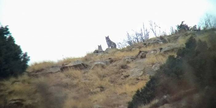 Adana'da vaşağın ağıldaki keçiye saldırması fotokapana yansıdı