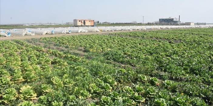 Hatay'da sebze hali açılamadı, marul ve şalgam tarlada kaldı