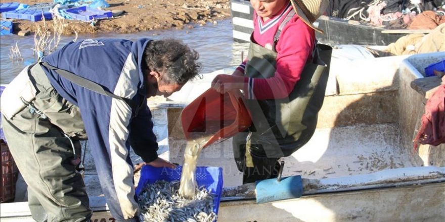 Bozkırın balığı Avrupa sofralarını süslüyor