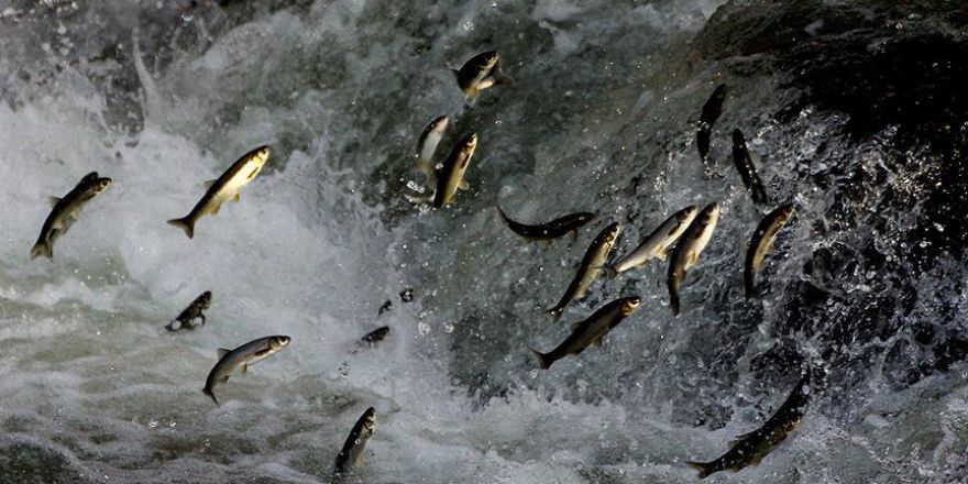 İnci kefalinin tatlı sulara göçü başladı