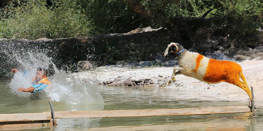 Sudan Koyun Geçirme Yarışması sona erdi