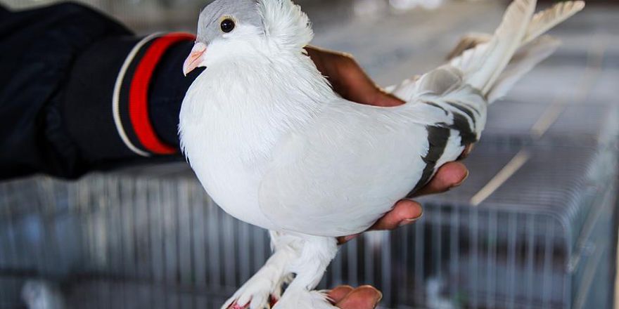 Güvercinler Diyarbakır'da görücüye çıktı